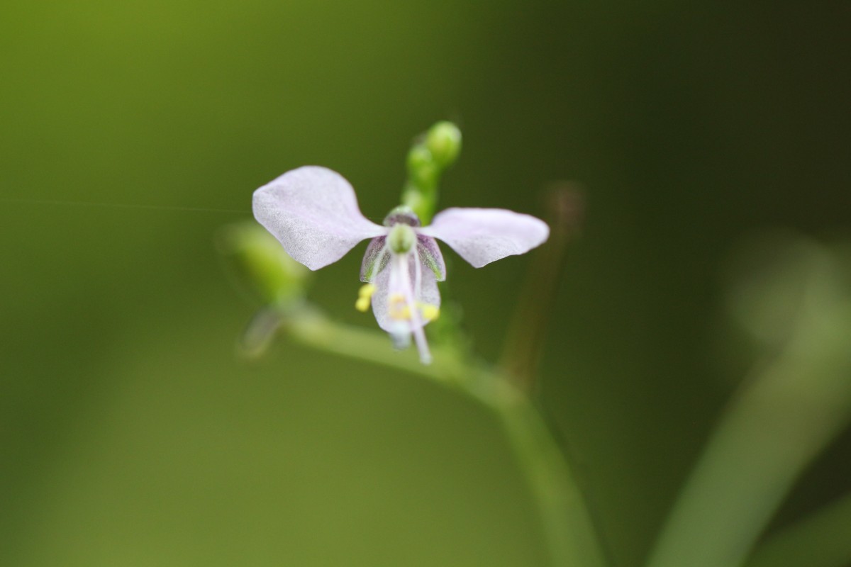 Rhopalephora scaberrima (Blume) Faden